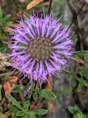 Monardella sinuata