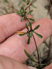 Monardella sinuata