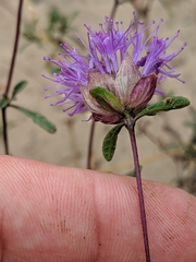 Monardella sinuata