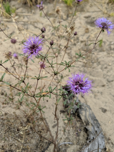 Image of Monardella sinuata by no rights reserved