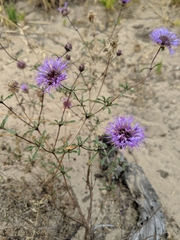 Monardella sinuata
