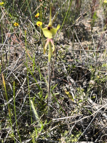 Image of Caladenia falcata by (c) dizzyurid, some rights reserved (CC BY)