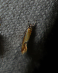 Batia lunaris