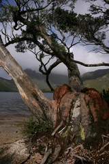 Eucalyptus coccifera
