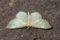 Idaea humiliata