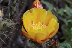 Opuntia × occidentalis