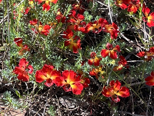 Image of Leschenaultia formosa by (c) dizzyurid, some rights reserved (CC BY)