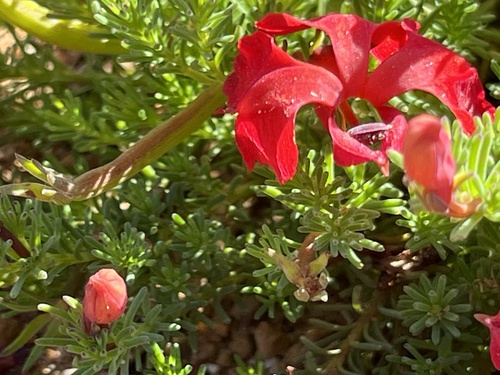 Image of Leschenaultia formosa by (c) dizzyurid, some rights reserved (CC BY)