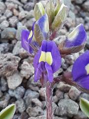 Lupinus flavoculatus