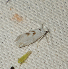 Niphonympha dealbatella