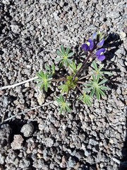 Lupinus flavoculatus