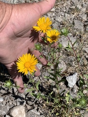 Grindelia scabra