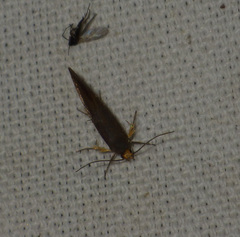 Crassa unitella