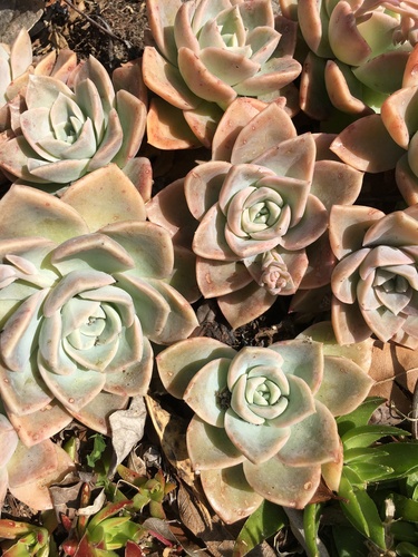 Foto de Planta fantasma