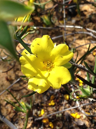 Hibbertia subvillosa