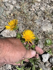 Grindelia scabra