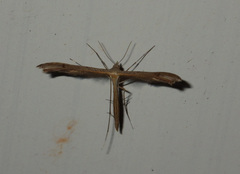 Stenoptilia pterodactyla