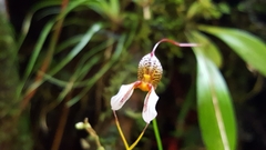 Masdevallia hortensis