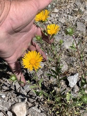 Grindelia scabra