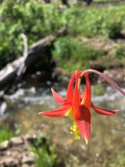 Aquilegia formosa