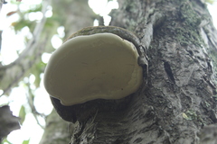 Polyporales