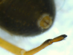 Trachelopachys gracilis