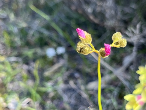 Drosera neesii