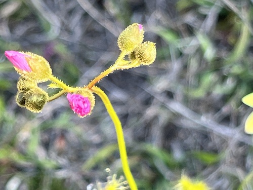 Drosera neesii
