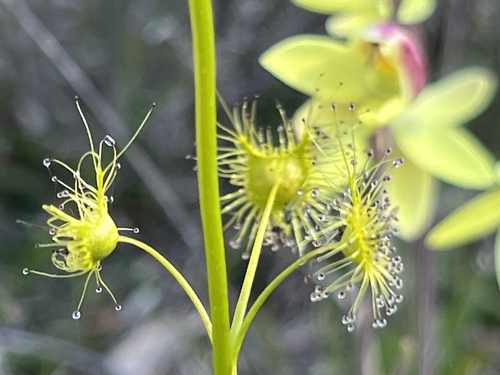 Drosera neesii