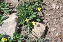Viola nuttallii