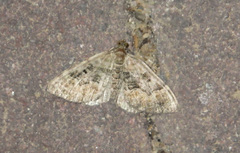 Xanthorhoe quadrifasiata