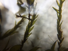 Fontinalis novae-angliae