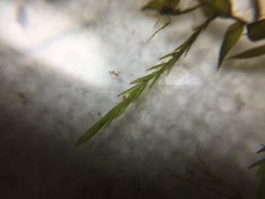 Fontinalis novae-angliae