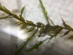 Fontinalis novae-angliae