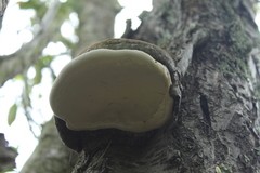 Polyporales