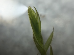 Fontinalis novae-angliae