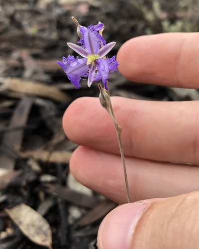 Image of Thysanotus baueri by (c) yatesy, some rights reserved (CC BY)