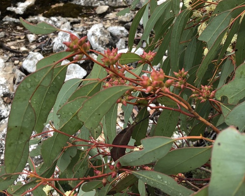 Image of Eucalyptus yalatensis by (c) yatesy, some rights reserved (CC BY)