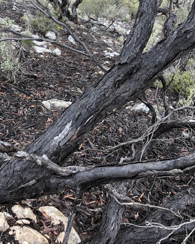 Image of Eucalyptus yalatensis by (c) yatesy, some rights reserved (CC BY)