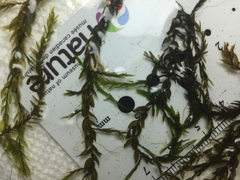 Fontinalis novae-angliae