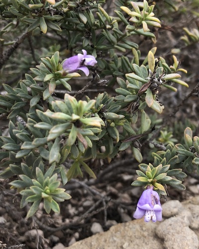 Image of Eremophila weldii by (c) yatesy, some rights reserved (CC BY)