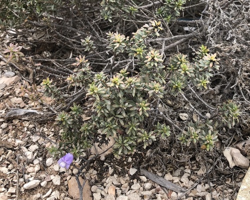 Image of Bumpy Leaf Emu Bush (Eremophila weldii) by (c) yatesy, some rights reserved (CC BY)