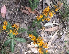 Pultenaea humilis