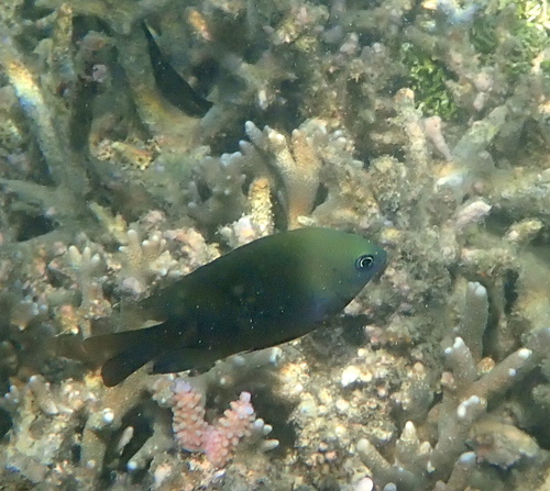 Obscure damsel (Pomacentrus adelus) — Pomacentridae — 4