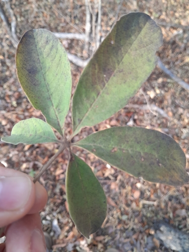 Image of Vitex pooara by no rights reserved