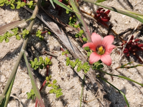 Romulea obscura