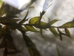 Fontinalis novae-angliae