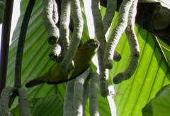 Euphonia