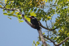 Melanerpes portoricensis