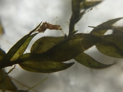 Fontinalis novae-angliae